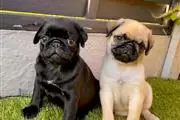 $450 : Pug puppies thumbnail