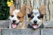 $500 : Cachorros de Heelers thumbnail