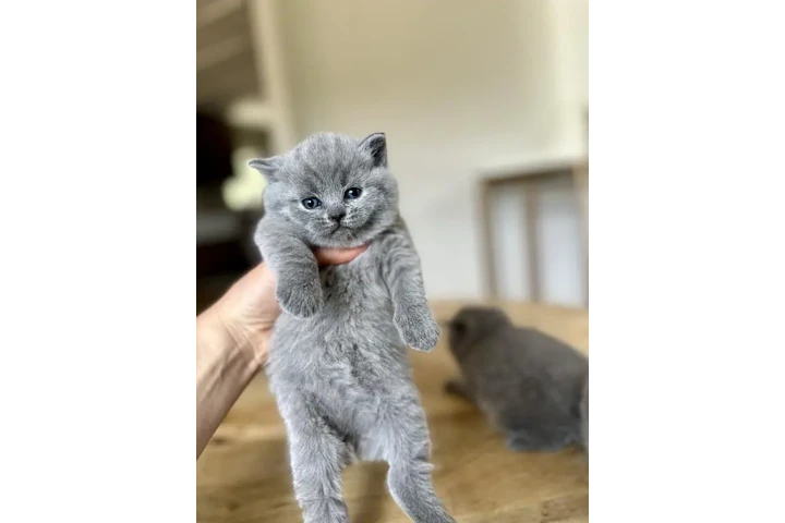$310 : British Shorthair available image 2