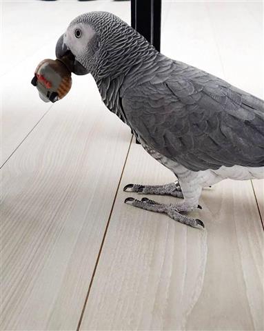 $500 : African grey parrots 🦜 image 4