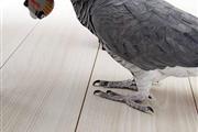 $500 : African grey parrots 🦜 thumbnail