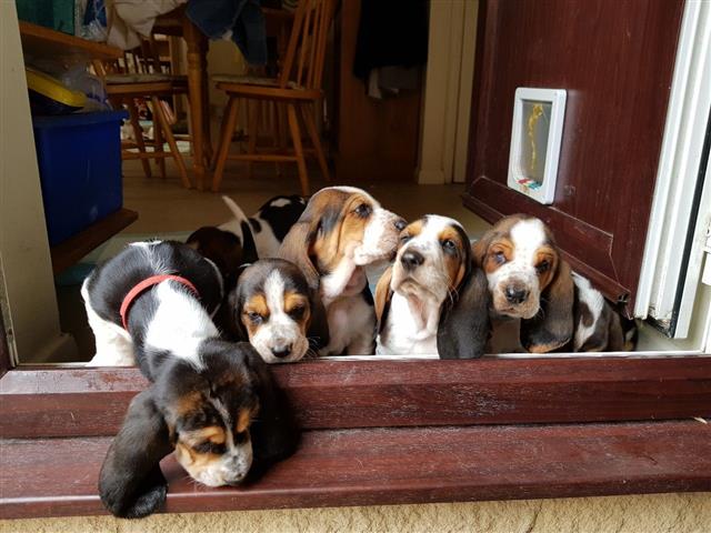 $700 : Basset Hound Puppies Top Quali image 1