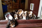 Basset Hound Puppies Top Quali