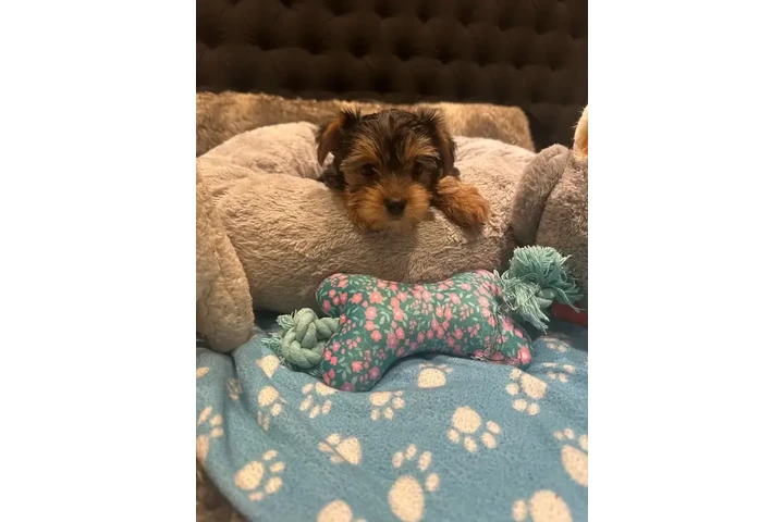 $1500 : Adorable Purebred Yorkshire image 7