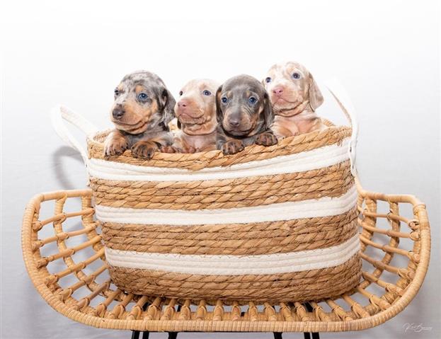 Miniature Dachshund Pups image 2