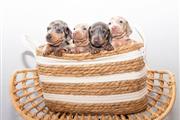 Miniature Dachshund Pups thumbnail