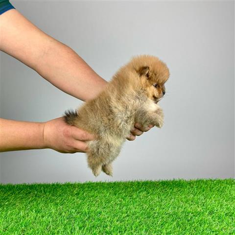 $510 : Male & female Pomeranian puppi image 2