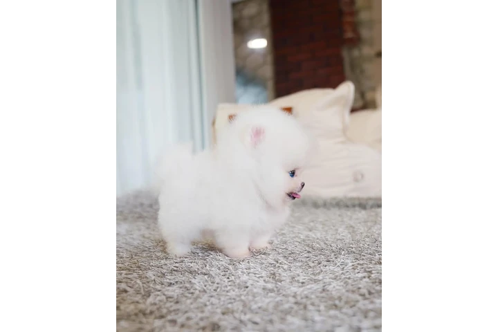 $350 : Pomerania en venta image 3