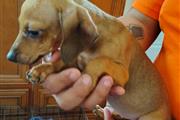 dachshund Mix with chihuahua en St. Louis