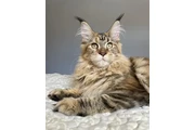 $4000000 : Raza De Gatos Maine Coons Lind thumbnail