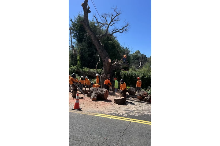 Need Brush Clearance/ gardener image 7