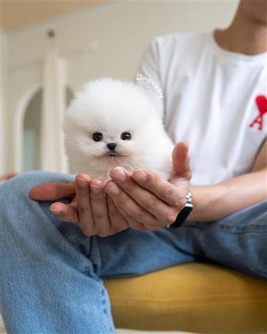 $250 : pomeranians puppy available! image 3