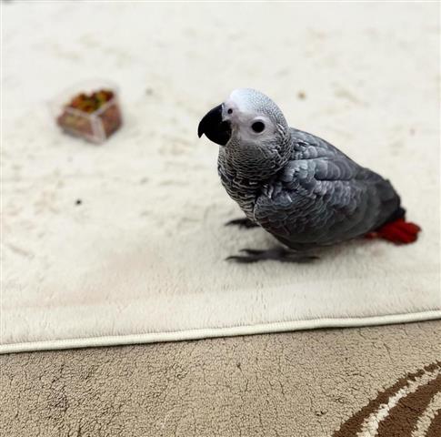 $380 : Pair African Grey image 2