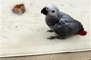 $380 : Pair African Grey thumbnail