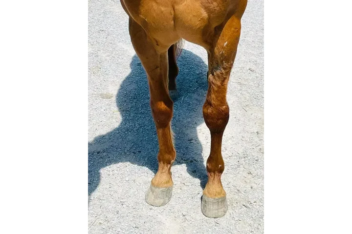 $2500 : Healthy horse need a new home image 1