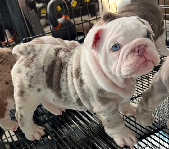 $350 : BULLDOG INGLÉS EN VENTA image 5