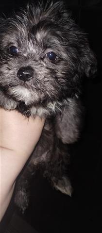 $150 : Mini poodle y mix terrier image 6