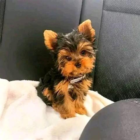 $390 : Yorkshire terrier hembra image 1