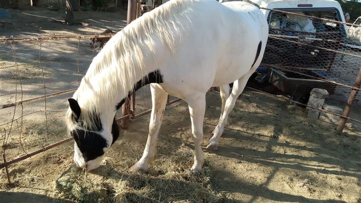 $30000 : Caballo pinto en venta bbb image 6