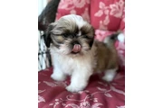 Cachorros de Shih Tzu en New York