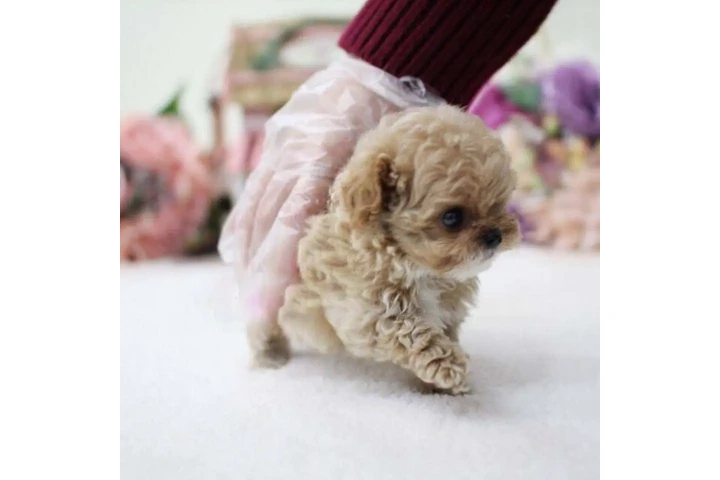 $350 : Caniche miniatura image 2