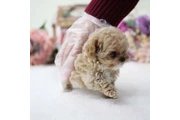 $350 : Caniche miniatura thumbnail