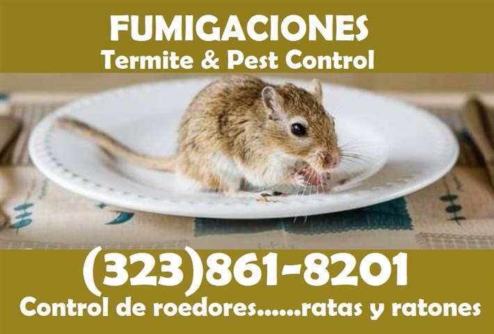 FUMIGACIONES 24hrs. RATONES image 1