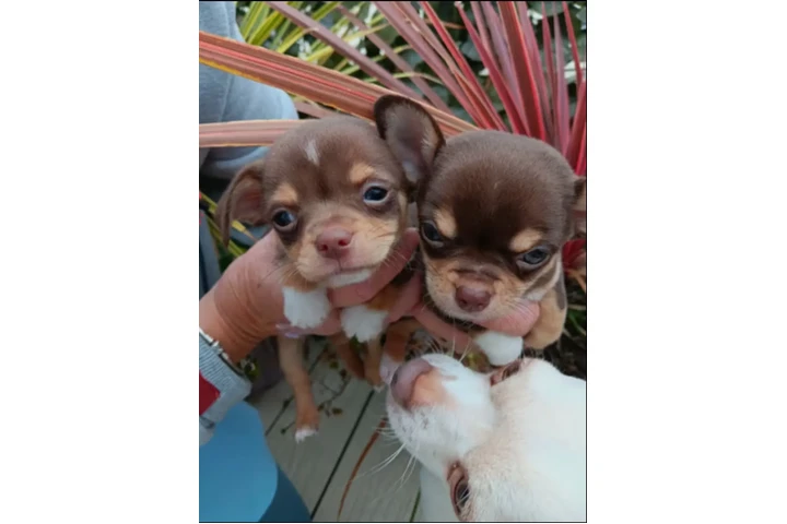 $700 : Chihuahua puppies image 7