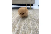 $150 : Dos cachorros de Pomerania thumbnail