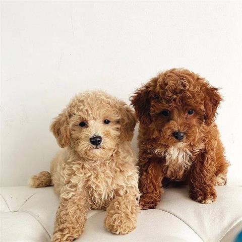 $500 : Nice poodle puppies available image 3