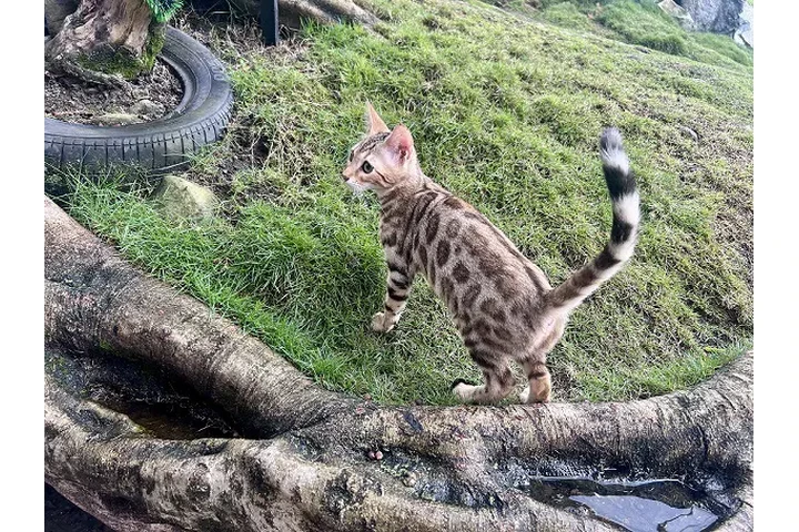 $2800000 : Gatos En Medellín Bengali image 1