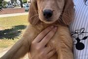 $500 : Golden retrive thumbnail