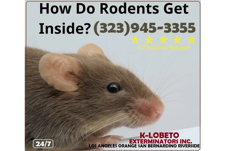 FUMIGACION RATONES LOS ANGELES image 1