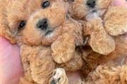$500 : Preciosos cachorros de caniche thumbnail