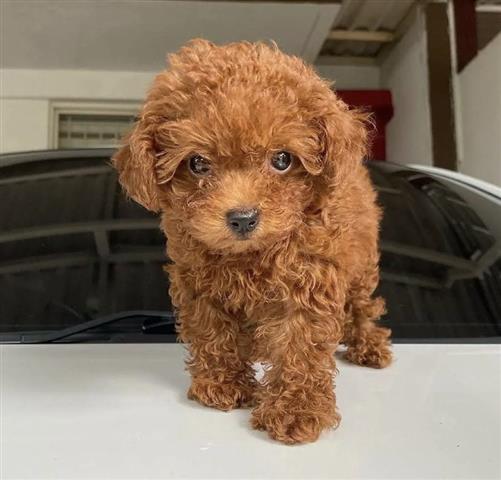 $400 : Toy Poodle image 3