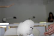 $350 : Pomeranian puppies for sale thumbnail