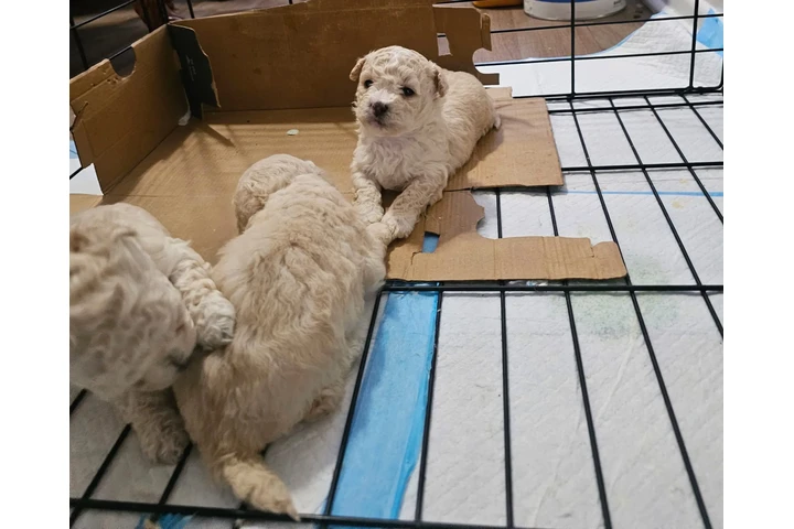 $500 : Maltipoo image 4