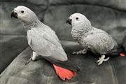 Pair African Grey for sale en Sacramento