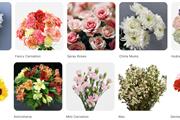 United Flower Wholesale thumbnail