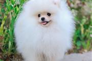 $800 : Mini Pomerania cachorros thumbnail