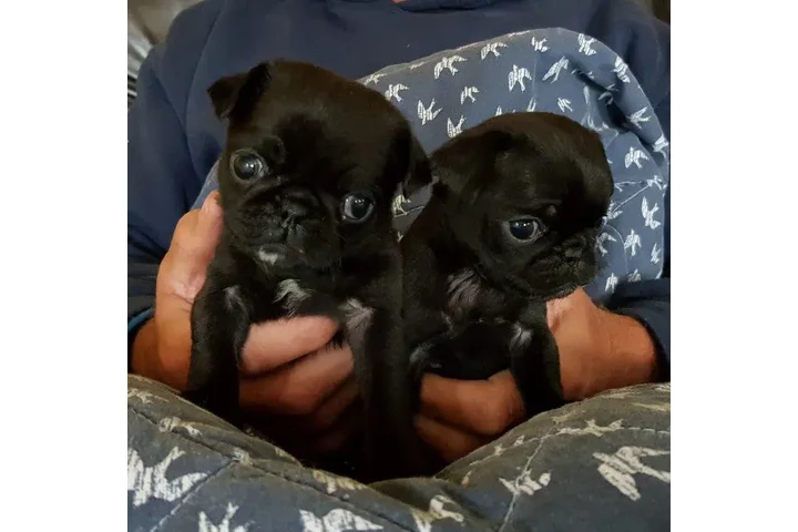 Cachorros de pug juguetones##@ image 2