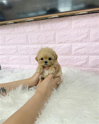 $350 : MALTIPOO EN VENTA image 3