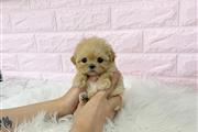 $350 : MALTIPOO EN VENTA thumbnail