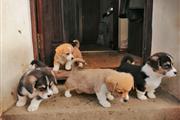 $430 : Corgi Puppies ready for their thumbnail
