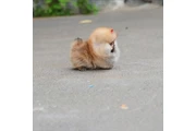 Cachorro de Pomerania en Miami