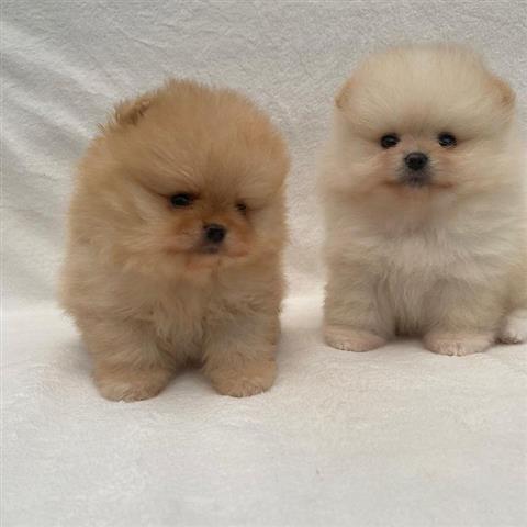 $500 : Teacup Pomeranian puppies 🐶 image 2