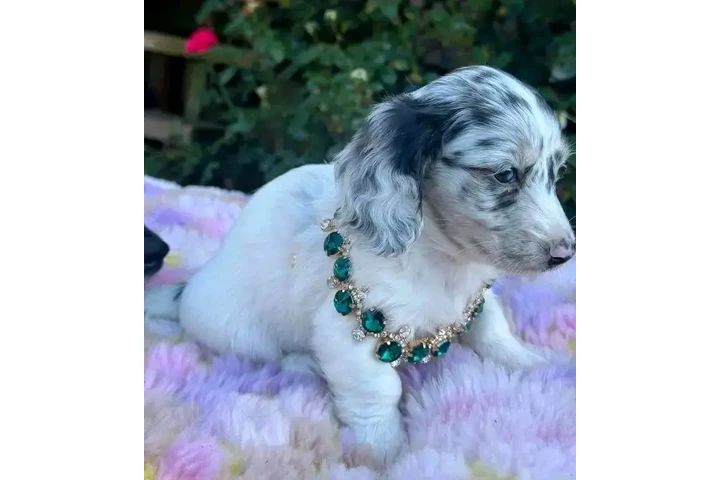 $600 : Dachshund puppy for sale image 4