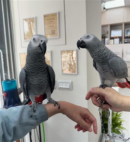 $300 : African Grey Parrots ready image 1