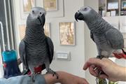 African Grey Parrots ready en Paterson
