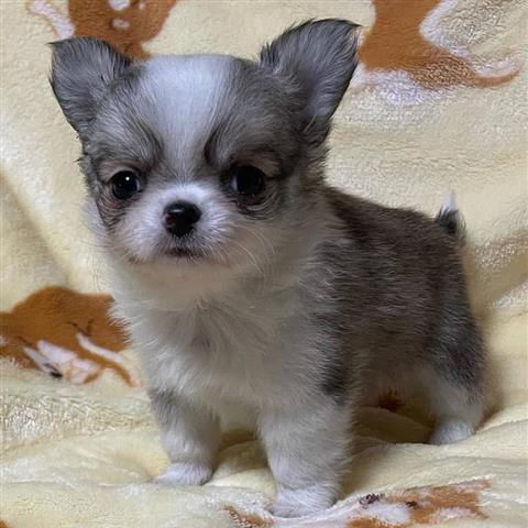 $400 : Teacup chihuahua for adoption image 5